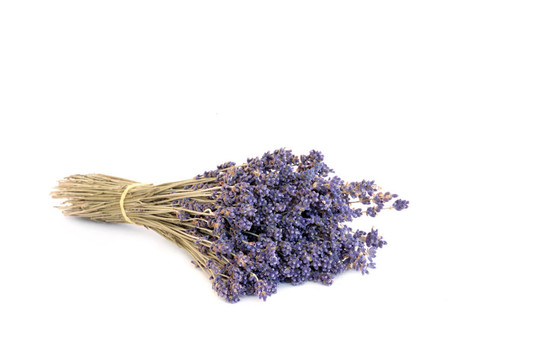 薰衣草草本花卉