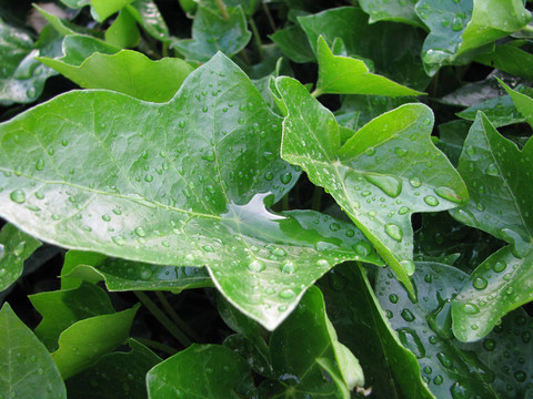 葉子經(jīng)過雨水