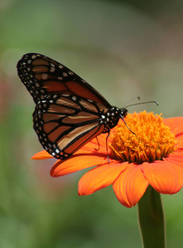君主（Danaus plexippus）