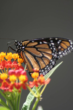 帝王蝶（Danaus plexippus）