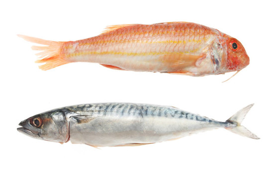紅鯡魚和鯖魚