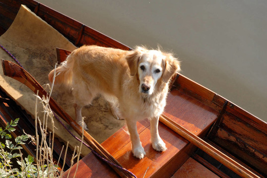 金毛獵犬站在桃木椅