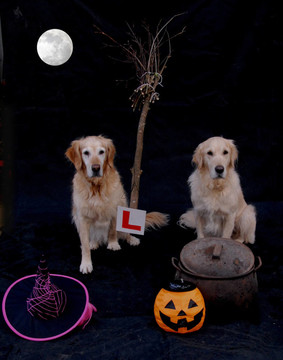 黃金獵犬準(zhǔn)備haloween飛行