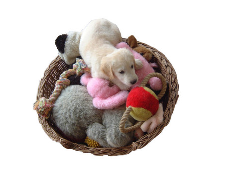 軟玩具籃子獵犬
