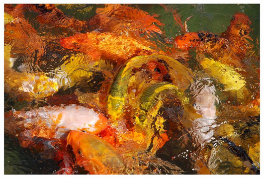 飼養(yǎng)錦鯉