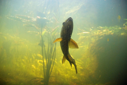 鱒魚