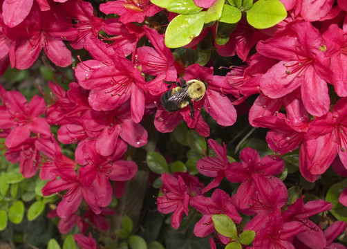 蜜蜂采集花蜜在春天Azalea bush