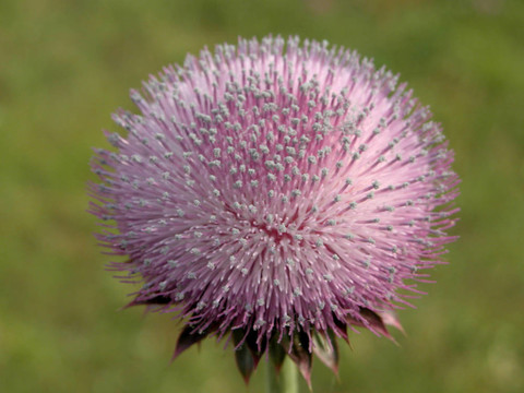 蒲公英花粉