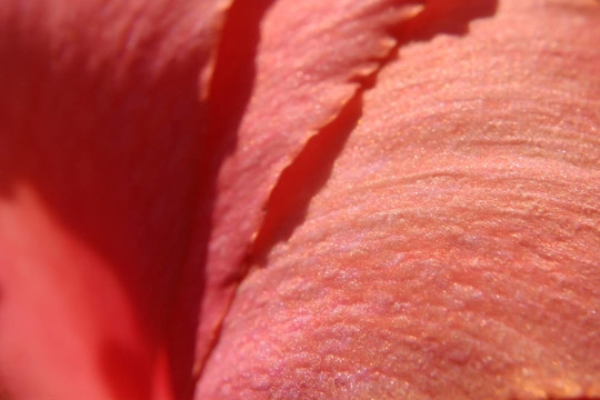 花瓣
