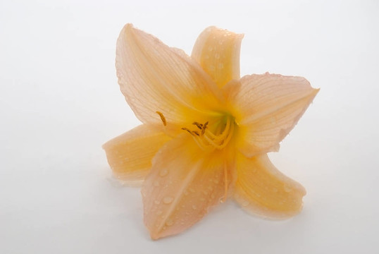 黃花菜