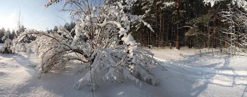 雪白的灌木。