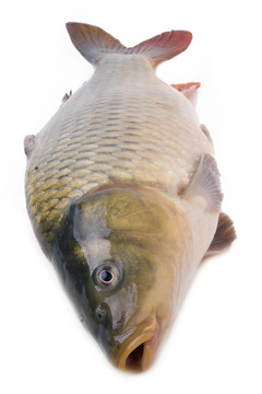 鯉魚(yú)上孤立的