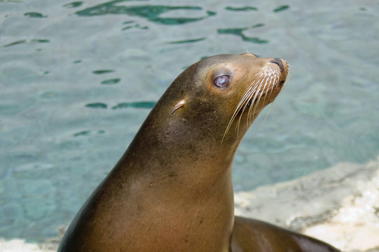 小海獅