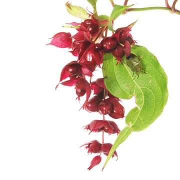 苘麻的花和蟲(chóng)子