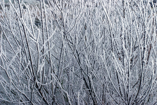 Frost在樹枝上過冬的紋理