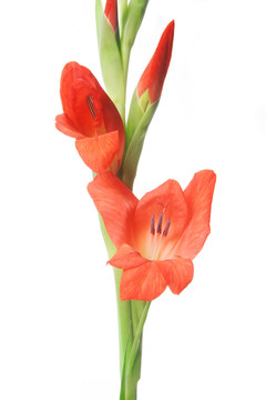 唐菖蒲