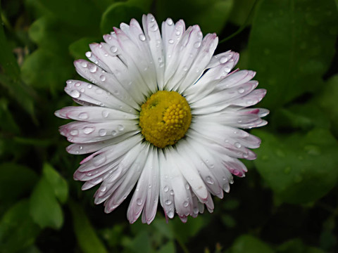 雛菊