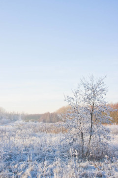 在雪場兩灰榿木