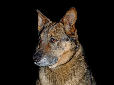 黑色德國牧羊犬