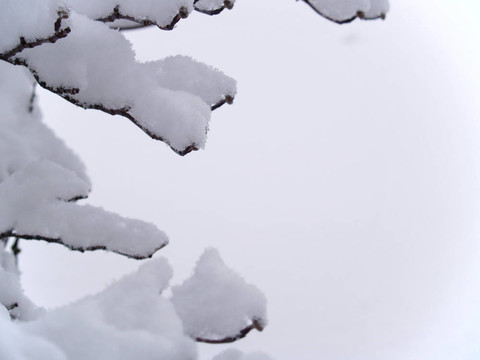 雪覆蓋的樹枝2