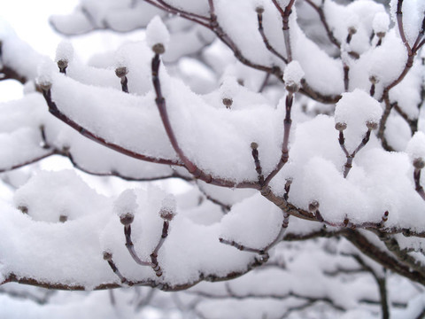 雪覆蓋的樹枝3