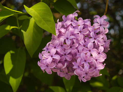 紫色的丁香花3