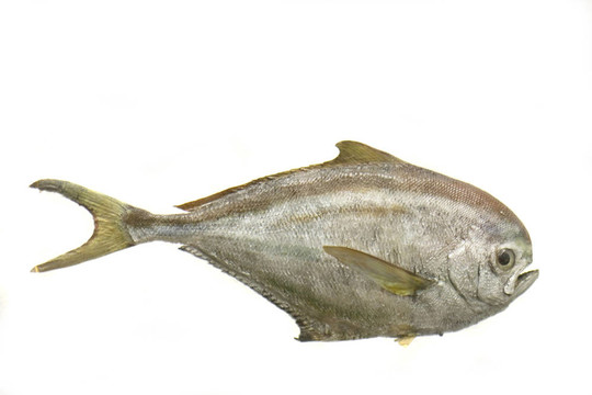 異國(guó)情調(diào)的魚(yú)