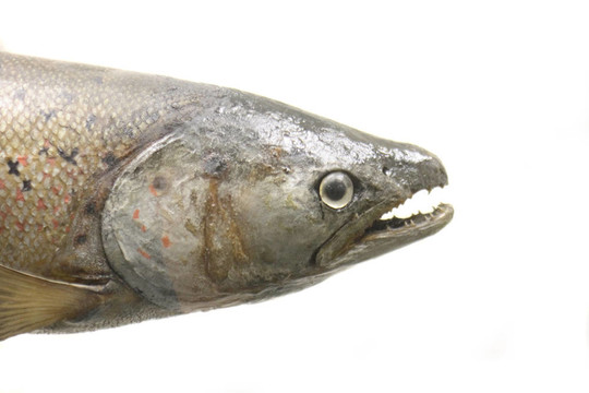 異國情調的魚