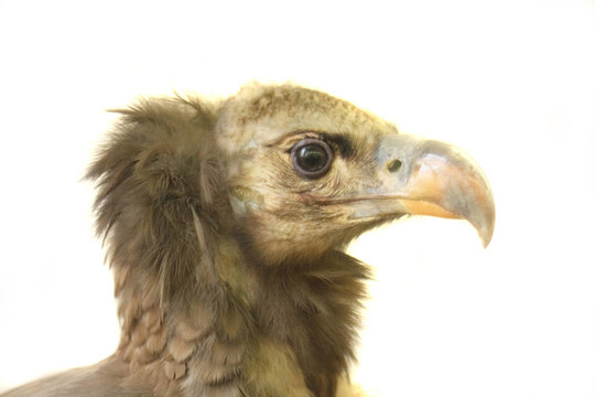 鳥