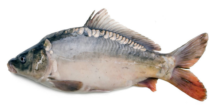 分離的大鯉魚(yú)