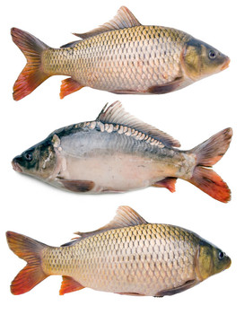 鯉魚收集