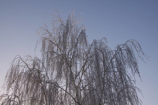 冬天的白樺樹