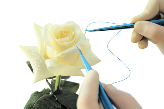 與white Rose的操作