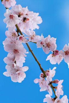櫻桃杏仁花