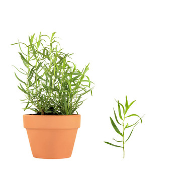草本植物龍蒿