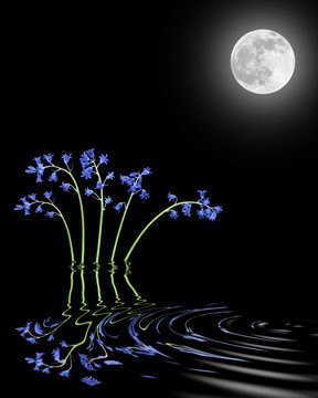 風(fēng)鈴草和Moon Beauty