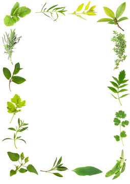 草本植物，葉美