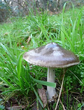 布朗毒蕈