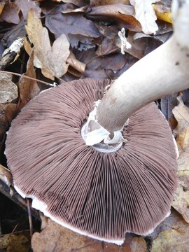 上部Down Mushroom
