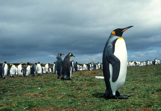 殖民地的國(guó)王企鵝在Falkland群島