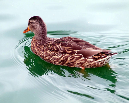 鴨子在一個(gè)懶惰的下午