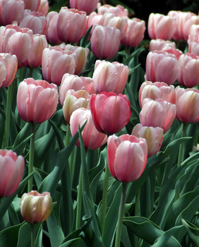 粉紅和紅色郁金香