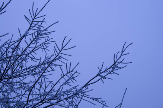 雪的樹(shù)枝