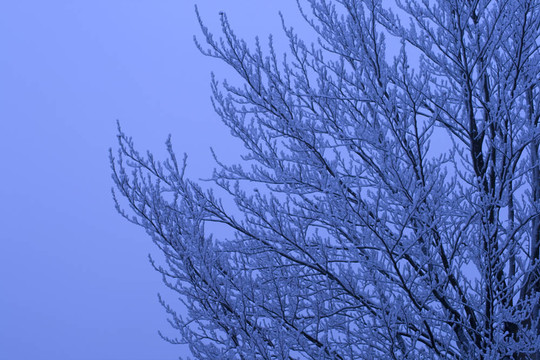 雪