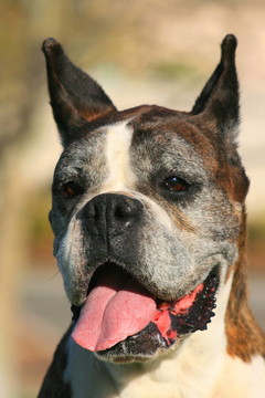 快樂的Boxer Dog