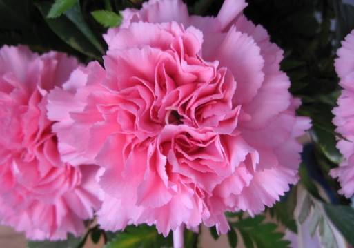 情人節(jié)鮮花