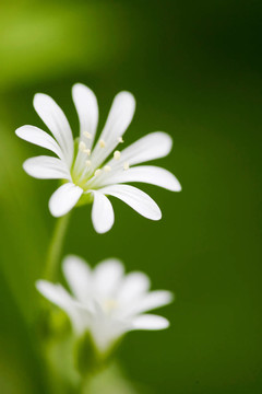 白色的花