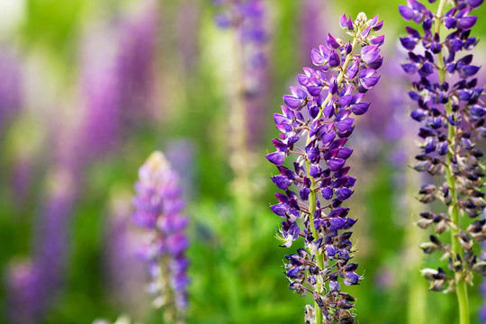 紫色的Lupin Flower