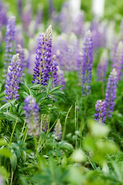 紫色的Lupin Flower