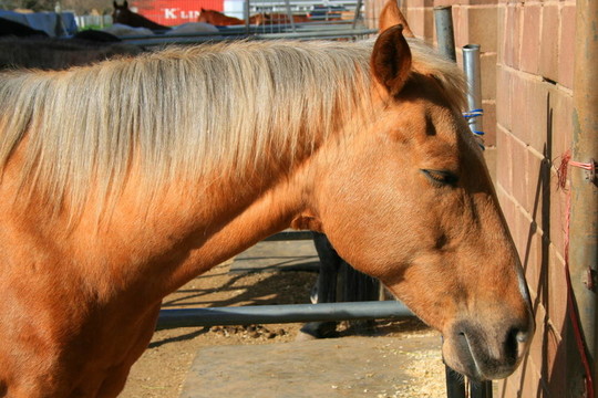 光Brown Horse